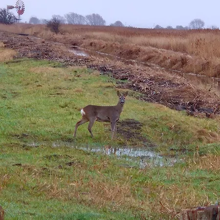 Apartament Ferienwohnung-wildblume Petersdorf auf Fehmarn